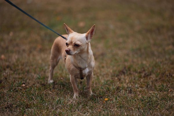 How Does Technology Influence the UK's Cultural Landscape?